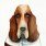 Hound Dog