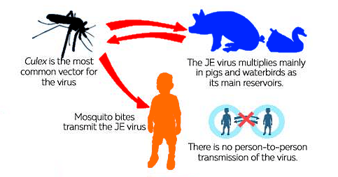 Japanese Encephalitis Transmission
